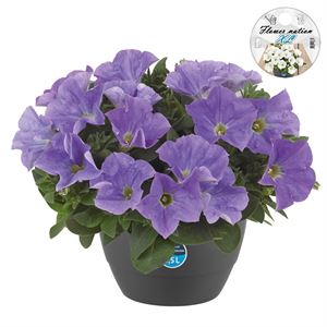 Afbeelding van HP27 Petunia Light blue